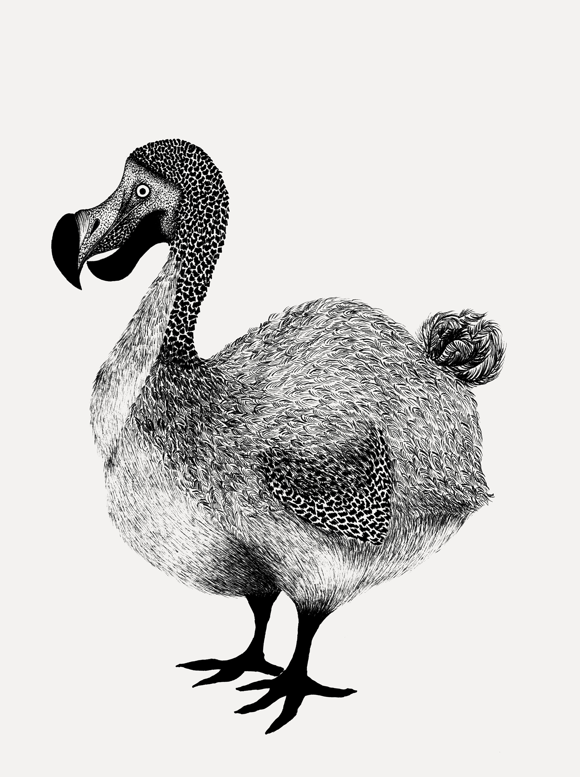 Jeu des oiseaux